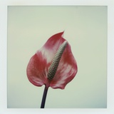 Anthurium Flower