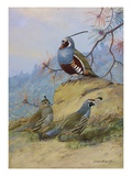 Painting of two different quail species