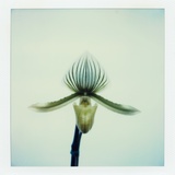 Lady Slipper Orchid