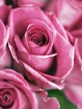 Pink roses