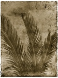 Sago Palm