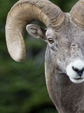 Bighorn Ram (Ovis Canadensis)  Logan Pass  Glacier National Park  Montana