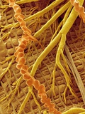 Interior of Moth larva