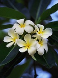 White frangipani flower