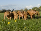 Piglets in field