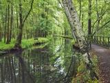 Path along irrigation canal in birch forest
