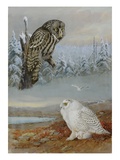 A Painting of a Great Gray Owl and a Snowy Owl