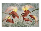 Four rival male Greater Birds of Paradise vie for female's attention