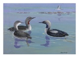 A Painting of Red-Throated and Pacific Loons
