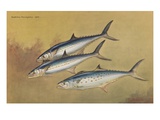 Painting of two kingfish swimming alongside a Spanish mackerel