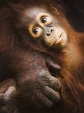 Baby orangutan