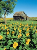 Sunflower Field  Old House  Beausejour  Manitoba  Canada