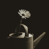 Single Daisy in Antique Watering Can