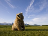 Brown Bear in Meadow at Hallo Bay in Katmai National Park