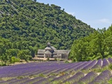 Lavender Fields and Senanque Monastery