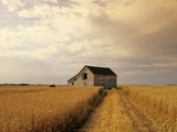 Old Barn in Maturing Spring Wheat Field  Tiger Hills  Manitoba  Canada
