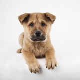 Reclining Puppy