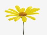 Yellow marguerite