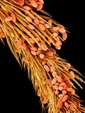 Leg of a bee with pollen