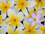 Frangipani Flowers