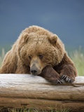 Grizzly Bear Resting on Log at Hallo Bay