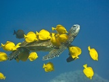 Green sea turtle with passengers
