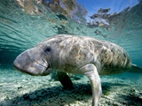 Florida Manatee