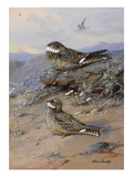 A Painting of Nighthawks: Chordeiles Minor and Chordeiles Acutipennis