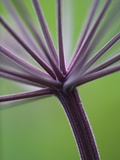Angelica Purpurea