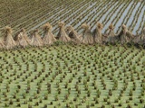Bound together rice stalks between paddies of rice plants