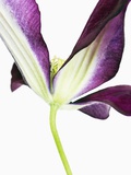 Clematis flower