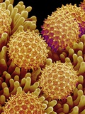 Pollen on pistel of Morning glory