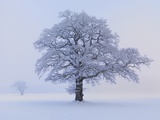 Oaks in winter landscape