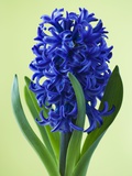 Blue Star hyacinth