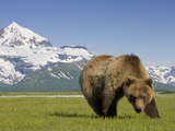 Grizzly Bear Eating Sedge Grass in Meadow at Hallo Bay