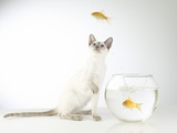 Siamese kitten with jumping goldfish