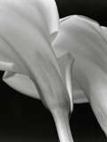 Close-up of Calla Lilies