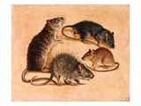 A Painting of Four Rat Species