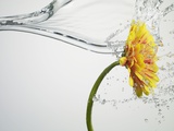 Water Splashing Daisy