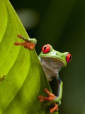 Red-eyed tree frog on leaf