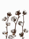 Cotton plant (Gossypium) close-up
