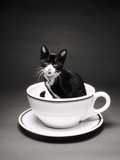 Kitten in a Teacup