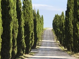 Cypress trees lining a dirt road