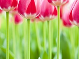 Dark Pink Tulips