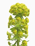 Euphorbia