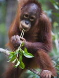 Sub adult male orangutan