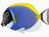 Powder blue tang