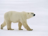 Polar Bear  Churchill  Manitoba