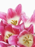 Pink tulips
