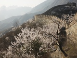 Cherry blossoms along the Mutianyu section of the Great Wall
